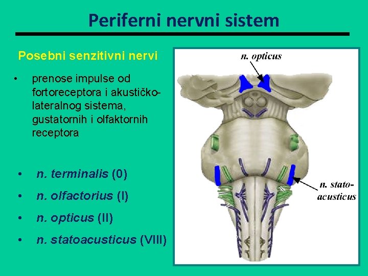 Periferni nervni sistem Posebni senzitivni nervi • prenose impulse od fortoreceptora i akustičkolateralnog sistema,