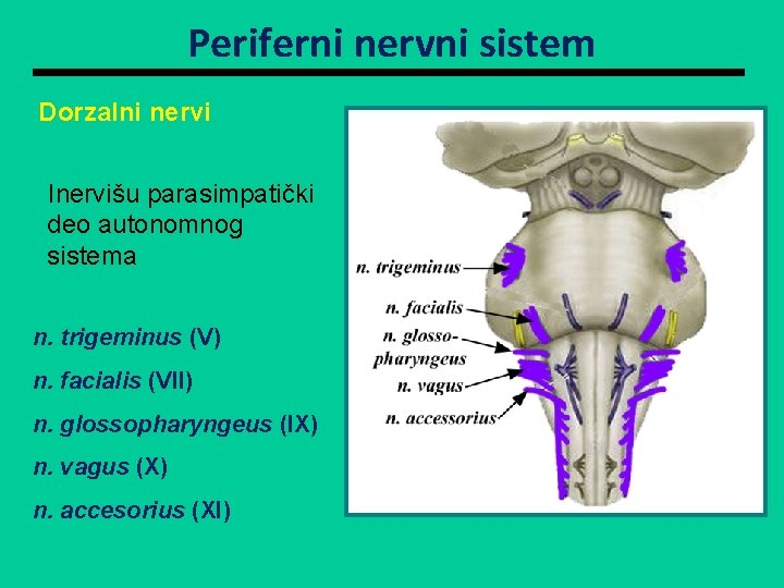 Periferni nervni sistem Dorzalni nervi Inervišu parasimpatički deo autonomnog sistema n. trigeminus (V) n.