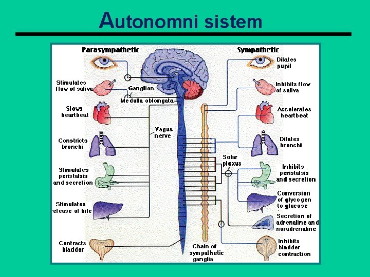 Autonomni sistem 