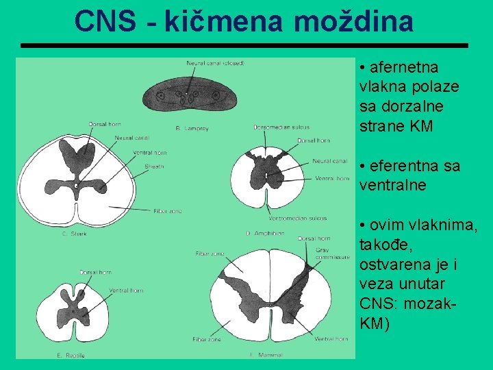 CNS - kičmena moždina • afernetna vlakna polaze sa dorzalne strane KM • eferentna