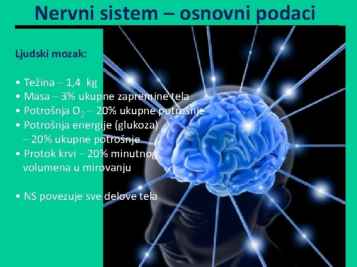 Nervni sistem – osnovni podaci Ljudski mozak: • Težina – 1, 4 kg •