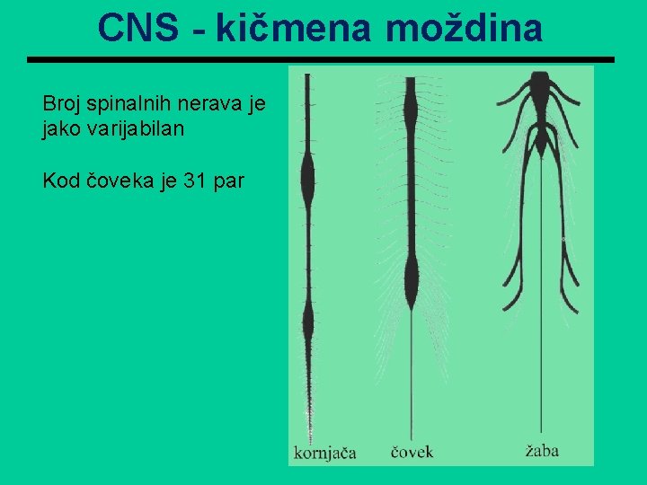 CNS - kičmena moždina Broj spinalnih nerava je jako varijabilan Kod čoveka je 31