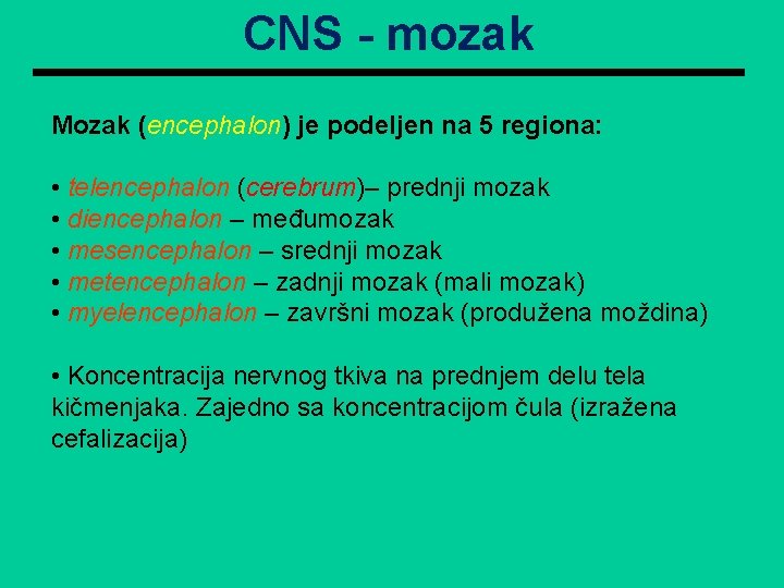 CNS - mozak Mozak (encephalon) je podeljen na 5 regiona: • telencephalon (cerebrum)– prednji