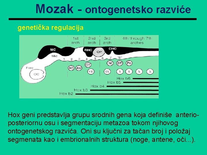 Mozak - ontogenetsko razviće genetička regulacija Hox geni predstavlja grupu srodnih gena koja definiše Mozak - ontogenetsko razviće genetička regulacija Hox geni predstavlja grupu srodnih gena koja definiše