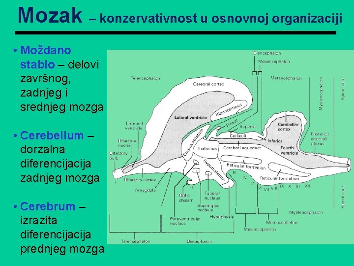 Mozak – konzervativnost u osnovnoj organizaciji • Moždano stablo – delovi završnog, zadnjeg i