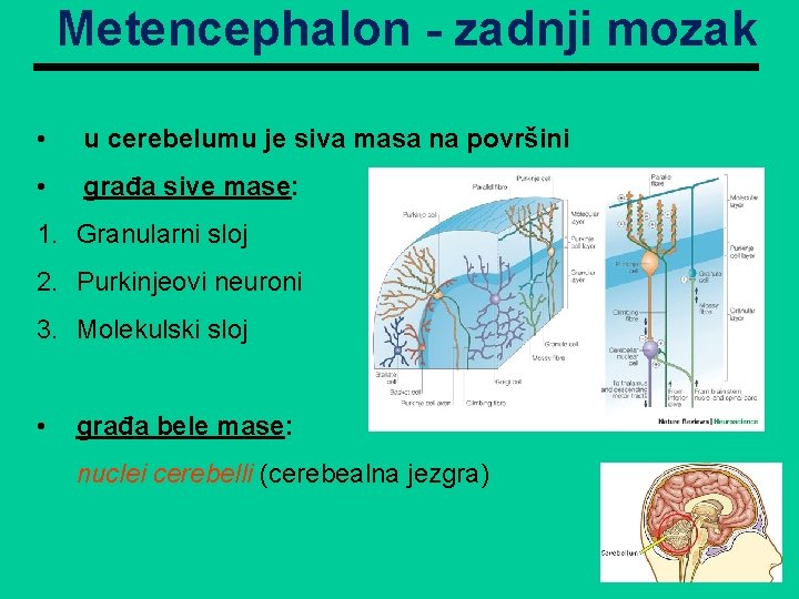 Metencephalon - zadnji mozak • u cerebelumu je siva masa na površini • građa