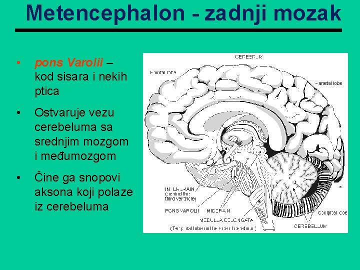Metencephalon - zadnji mozak • pons Varolii – kod sisara i nekih ptica •