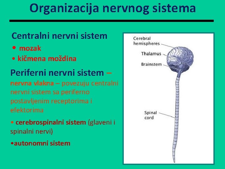 Organizacija nervnog sistema Centralni nervni sistem • mozak • kičmena moždina Periferni nervni sistem Organizacija nervnog sistema Centralni nervni sistem • mozak • kičmena moždina Periferni nervni sistem