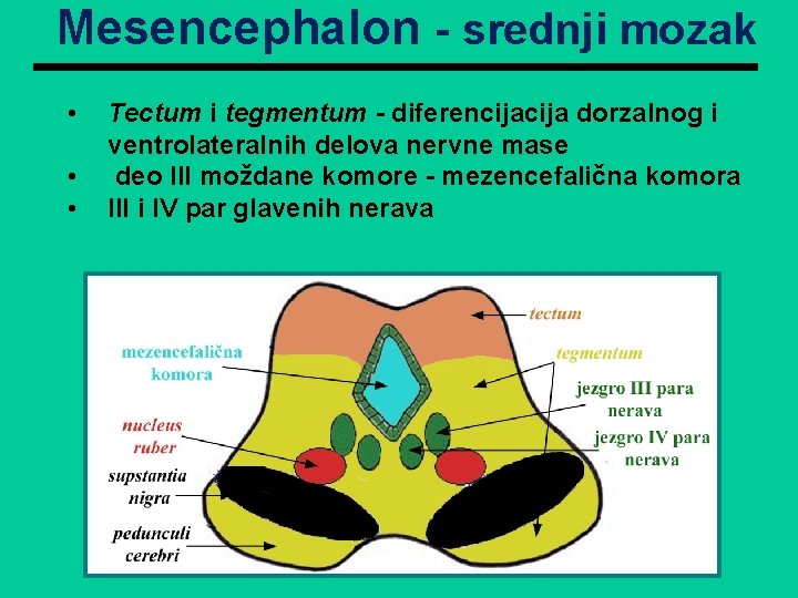 Mesencephalon - srednji mozak • • • Tectum i tegmentum - diferencija dorzalnog i