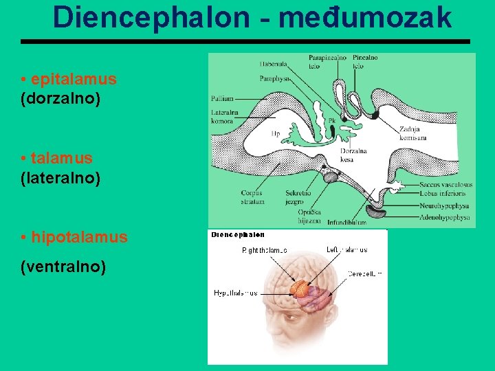 Diencephalon - međumozak • epitalamus (dorzalno) • talamus (lateralno) • hipotalamus (ventralno) 