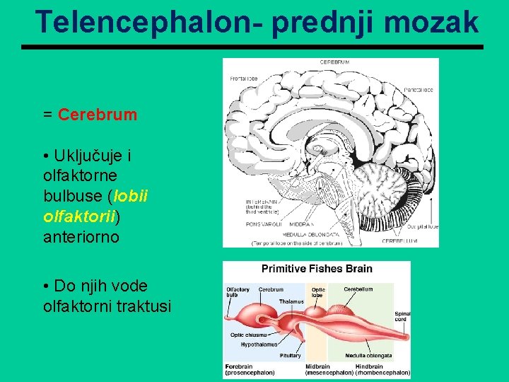 Telencephalon- prednji mozak = Cerebrum • Uključuje i olfaktorne bulbuse (lobii olfaktorii) anteriorno •