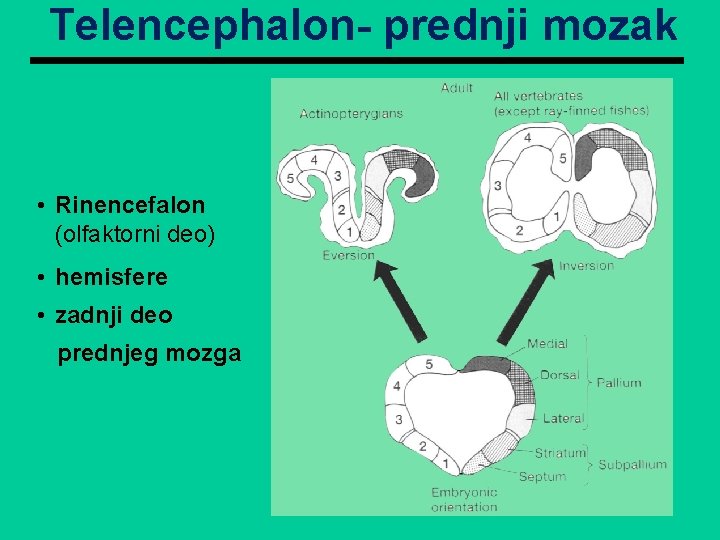 Telencephalon- prednji mozak • Rinencefalon (olfaktorni deo) • hemisfere • zadnji deo prednjeg mozga Telencephalon- prednji mozak • Rinencefalon (olfaktorni deo) • hemisfere • zadnji deo prednjeg mozga