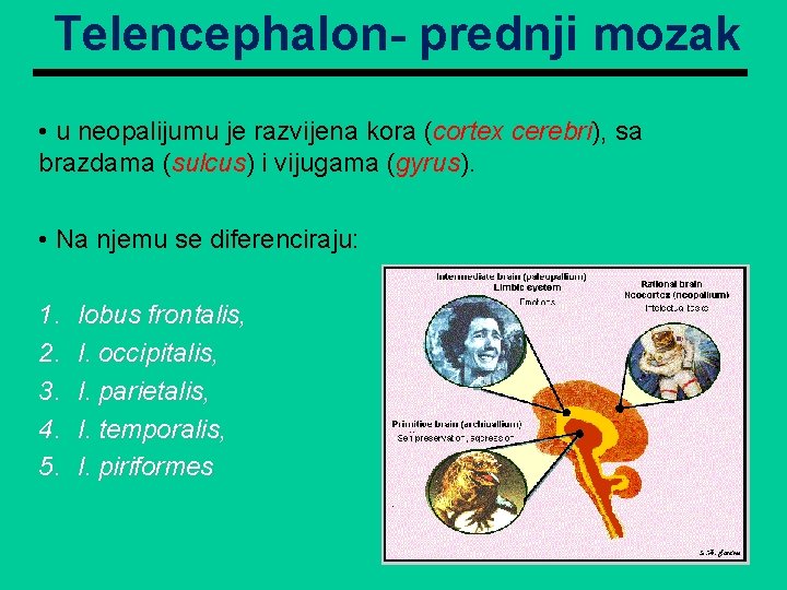 Telencephalon- prednji mozak • u neopalijumu je razvijena kora (cortex cerebri), sa brazdama (sulcus)