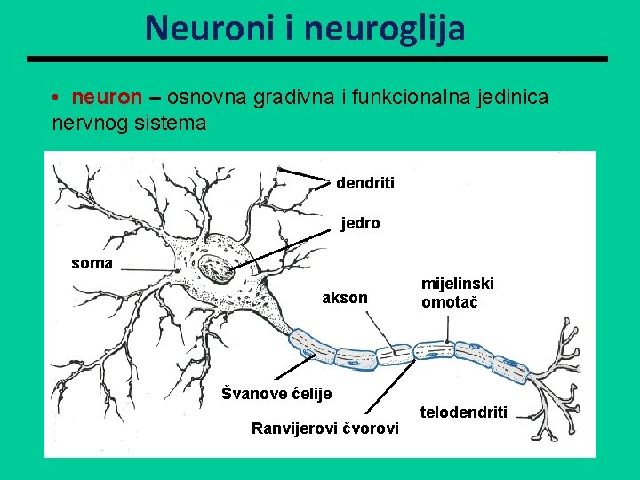 Neuroni i neuroglija • neuron – osnovna gradivna i funkcionalna jedinica nervnog sistema dendriti