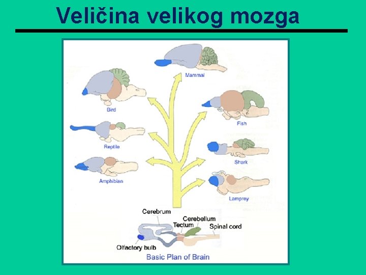 Veličina velikog mozga 