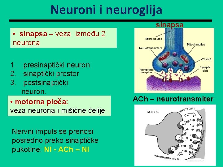 Neuroni i neuroglija sinapsa • sinapsa – veza između 2 neurona 1. presinaptički neuron