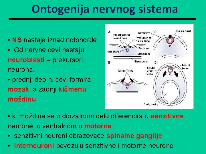 Ontogenija nervnog sistema • NS nastaje iznad notohorde • Od nervne cevi nastaju neuroblasti