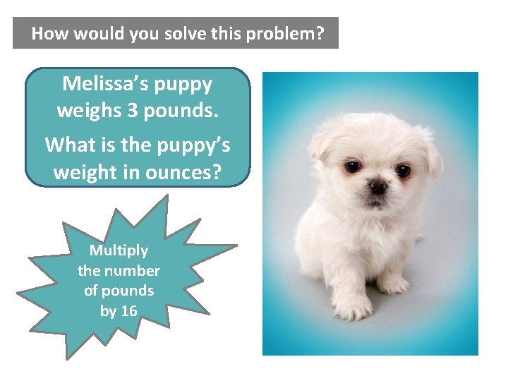 How would you solve this problem? Melissa’s puppy weighs 3 pounds. What is the How would you solve this problem? Melissa’s puppy weighs 3 pounds. What is the