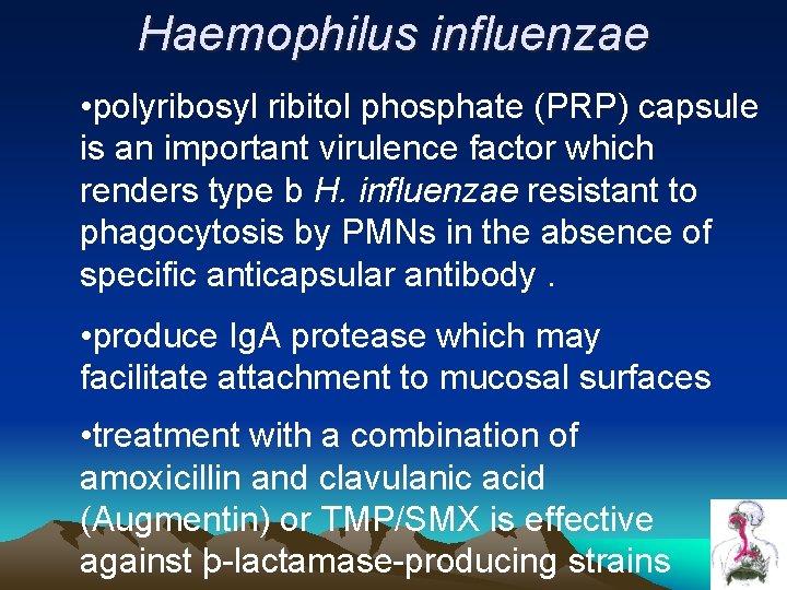 Haemophilus influenzae • polyribosyl ribitol phosphate (PRP) capsule is an important virulence factor which Haemophilus influenzae • polyribosyl ribitol phosphate (PRP) capsule is an important virulence factor which