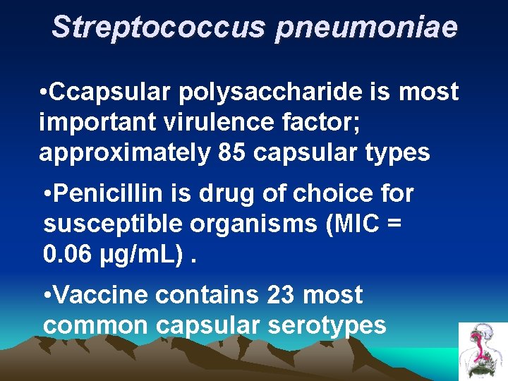 Streptococcus pneumoniae • Ccapsular polysaccharide is most important virulence factor; approximately 85 capsular types Streptococcus pneumoniae • Ccapsular polysaccharide is most important virulence factor; approximately 85 capsular types