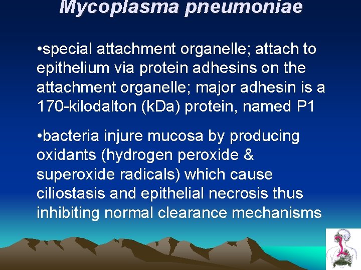 Mycoplasma pneumoniae • special attachment organelle; attach to epithelium via protein adhesins on the Mycoplasma pneumoniae • special attachment organelle; attach to epithelium via protein adhesins on the