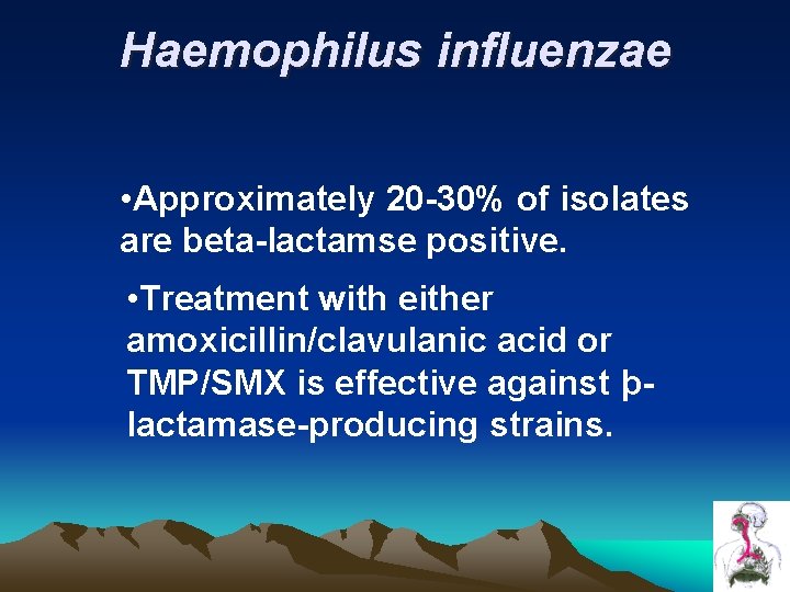 Haemophilus influenzae • Approximately 20 -30% of isolates are beta-lactamse positive. • Treatment with Haemophilus influenzae • Approximately 20 -30% of isolates are beta-lactamse positive. • Treatment with