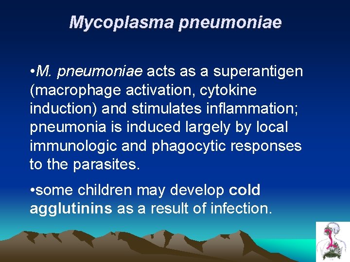 Mycoplasma pneumoniae • M. pneumoniae acts as a superantigen (macrophage activation, cytokine induction) and Mycoplasma pneumoniae • M. pneumoniae acts as a superantigen (macrophage activation, cytokine induction) and
