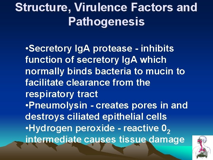Structure, Virulence Factors and Pathogenesis • Secretory Ig. A protease - inhibits function of Structure, Virulence Factors and Pathogenesis • Secretory Ig. A protease - inhibits function of