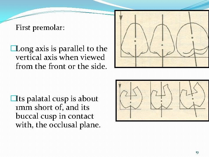 First premolar: �Long axis is parallel to the vertical axis when viewed from the