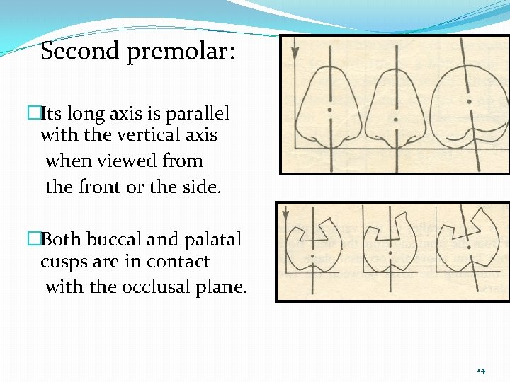 Second premolar: �Its long axis is parallel with the vertical axis when viewed from