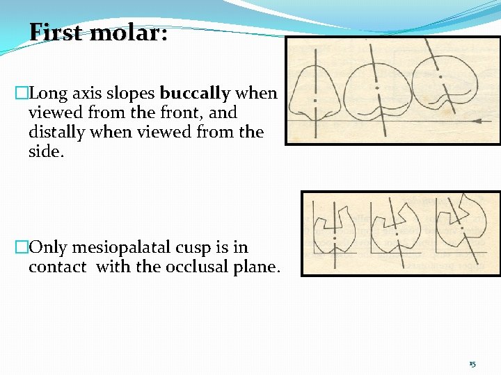 First molar: �Long axis slopes buccally when viewed from the front, and distally when