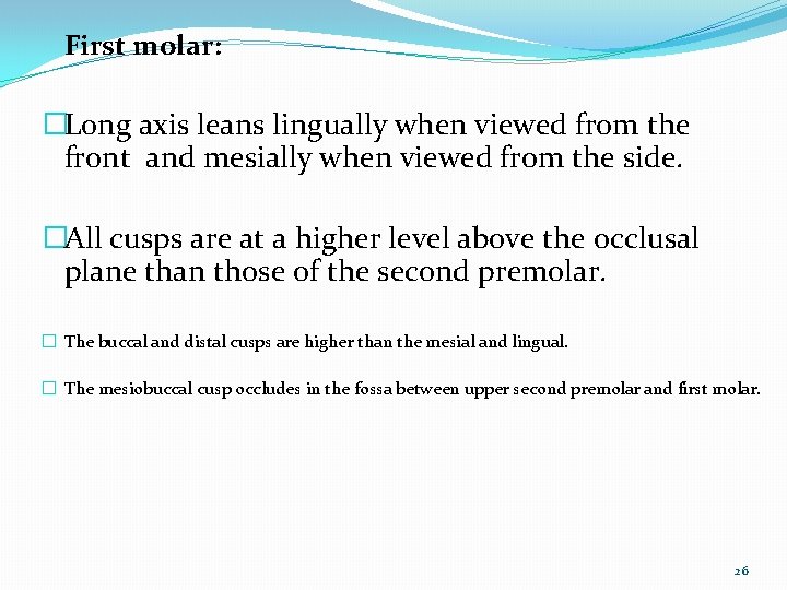 First molar: �Long axis leans lingually when viewed from the front and mesially when