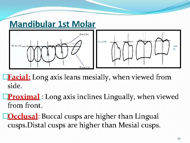 Mandibular 1 st Molar �Facial: Long axis leans mesially, when viewed from side. �Proximal