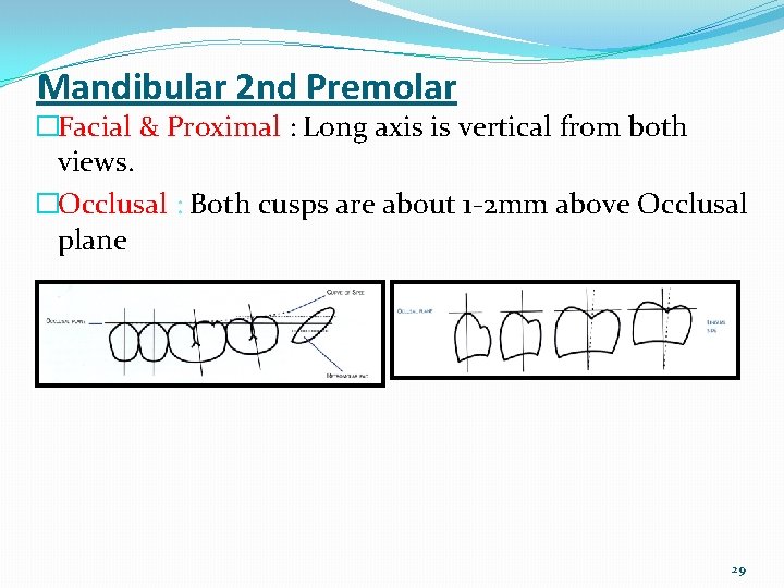 Mandibular 2 nd Premolar �Facial & Proximal : Long axis is vertical from both