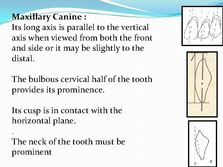 Maxillary Canine : Its long axis is parallel to the vertical axis when viewed