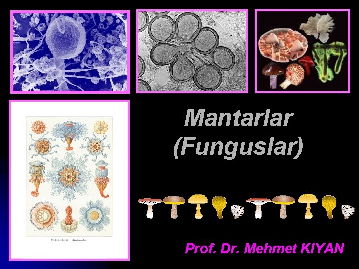Mantarlar (Funguslar) Prof. Dr. Mehmet KIYAN 