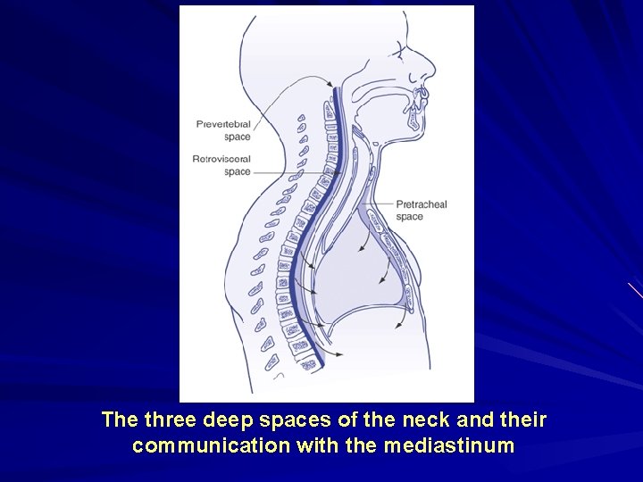 The three deep spaces of the neck and their communication with the mediastinum 