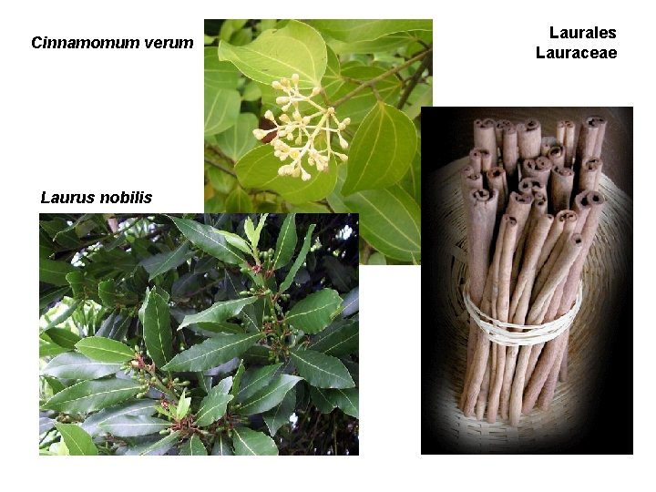Cinnamomum verum Laurus nobilis Laurales Lauraceae Cinnamomum verum Laurus nobilis Laurales Lauraceae