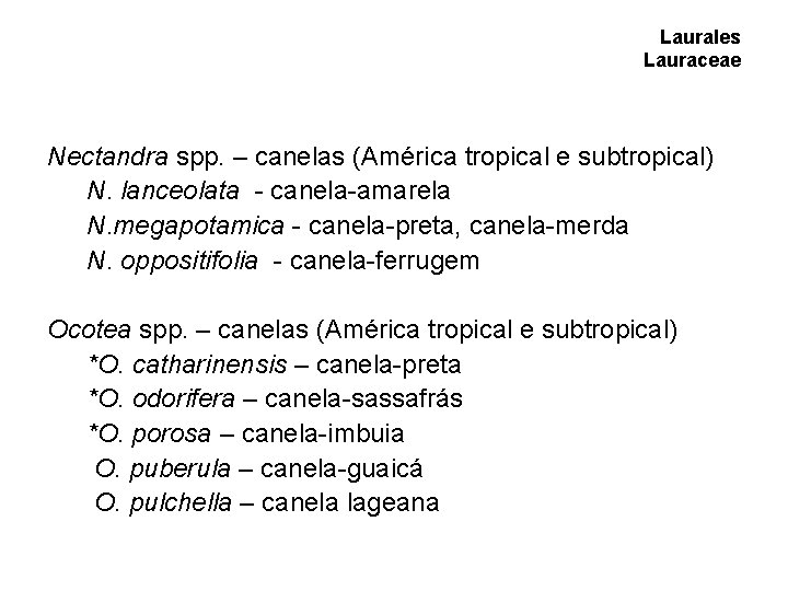 Laurales Lauraceae Nectandra spp. – canelas (América tropical e subtropical) N. lanceolata - canela-amarela Laurales Lauraceae Nectandra spp. – canelas (América tropical e subtropical) N. lanceolata - canela-amarela