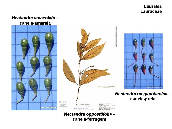 Laurales Lauraceae Nectandra lanceolata – canela-amarela Nectandra megapotamica – canela-preta Nectandra oppositifolia – canela-ferrugem Laurales Lauraceae Nectandra lanceolata – canela-amarela Nectandra megapotamica – canela-preta Nectandra oppositifolia – canela-ferrugem