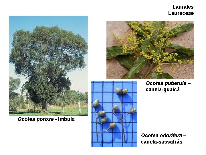 Laurales Lauraceae Ocotea puberula – canela-guaicá Ocotea porosa - imbuia Ocotea odorifera – canela-sassafrás Laurales Lauraceae Ocotea puberula – canela-guaicá Ocotea porosa - imbuia Ocotea odorifera – canela-sassafrás