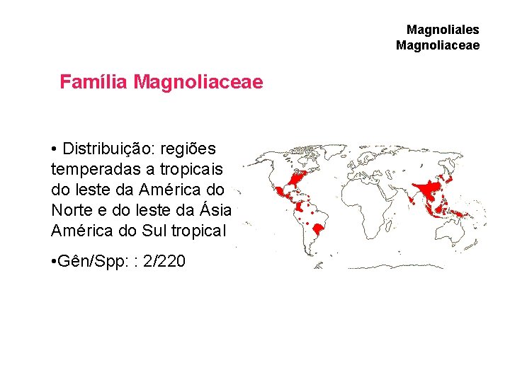 Magnoliales Magnoliaceae Família Magnoliaceae • Distribuição: regiões temperadas a tropicais do leste da América Magnoliales Magnoliaceae Família Magnoliaceae • Distribuição: regiões temperadas a tropicais do leste da América