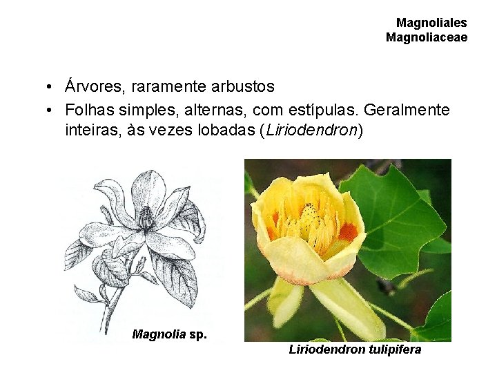 Magnoliales Magnoliaceae • Árvores, raramente arbustos • Folhas simples, alternas, com estípulas. Geralmente inteiras, Magnoliales Magnoliaceae • Árvores, raramente arbustos • Folhas simples, alternas, com estípulas. Geralmente inteiras,