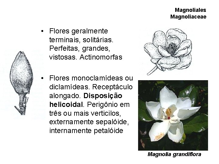 Magnoliales Magnoliaceae • Flores geralmente terminais, solitárias. Perfeitas, grandes, vistosas. Actinomorfas • Flores monoclamídeas Magnoliales Magnoliaceae • Flores geralmente terminais, solitárias. Perfeitas, grandes, vistosas. Actinomorfas • Flores monoclamídeas