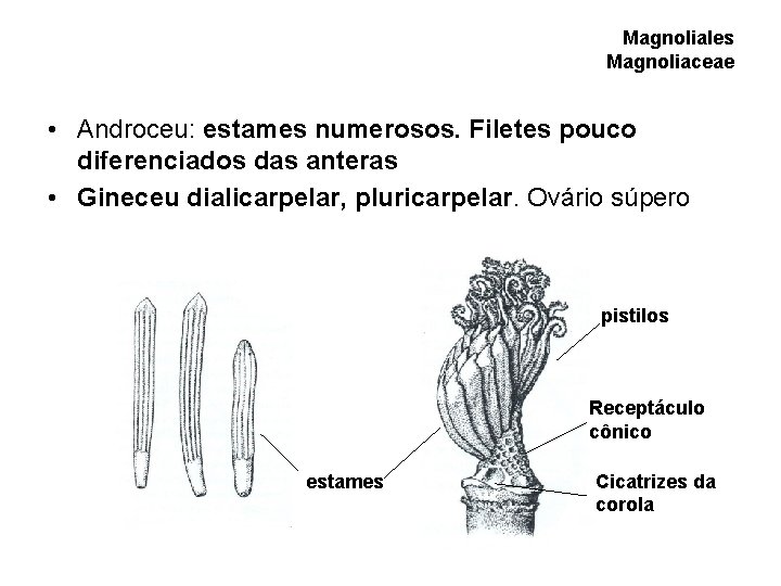 Magnoliales Magnoliaceae • Androceu: estames numerosos. Filetes pouco diferenciados das anteras • Gineceu dialicarpelar, Magnoliales Magnoliaceae • Androceu: estames numerosos. Filetes pouco diferenciados das anteras • Gineceu dialicarpelar,