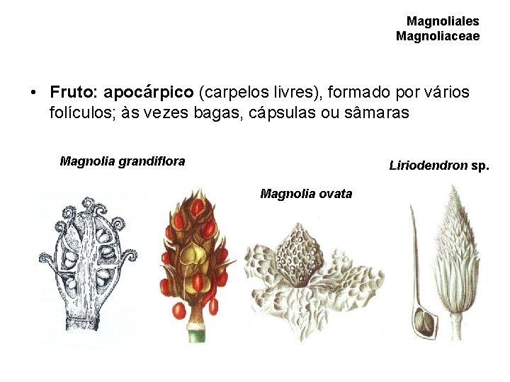 Magnoliales Magnoliaceae • Fruto: apocárpico (carpelos livres), formado por vários folículos; às vezes bagas, Magnoliales Magnoliaceae • Fruto: apocárpico (carpelos livres), formado por vários folículos; às vezes bagas,