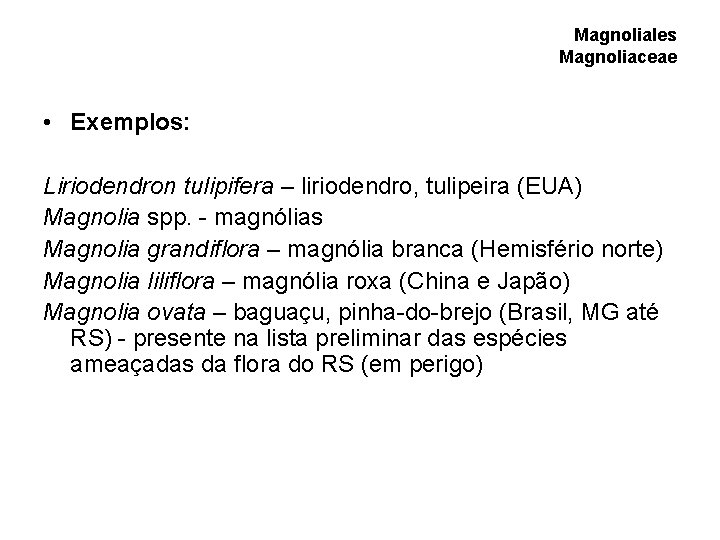 Magnoliales Magnoliaceae • Exemplos: Liriodendron tulipifera – liriodendro, tulipeira (EUA) Magnolia spp. - magnólias Magnoliales Magnoliaceae • Exemplos: Liriodendron tulipifera – liriodendro, tulipeira (EUA) Magnolia spp. - magnólias