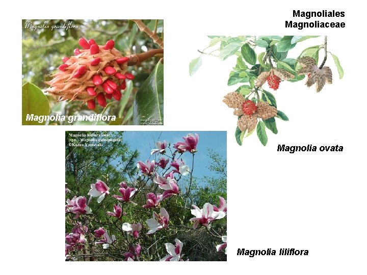 Magnoliales Magnoliaceae Magnolia grandiflora Magnolia ovata Magnolia liliflora Magnoliales Magnoliaceae Magnolia grandiflora Magnolia ovata Magnolia liliflora