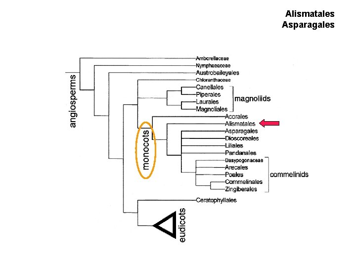 Alismatales Asparagales Alismatales Asparagales