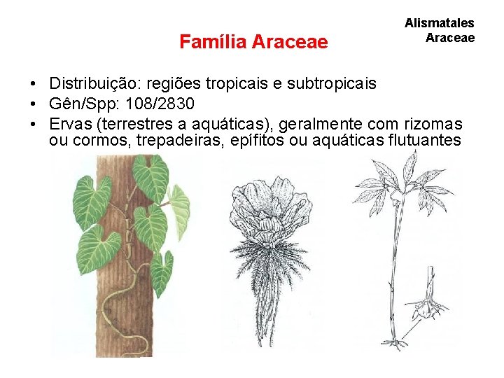 Família Araceae Alismatales Araceae • Distribuição: regiões tropicais e subtropicais • Gên/Spp: 108/2830 • Família Araceae Alismatales Araceae • Distribuição: regiões tropicais e subtropicais • Gên/Spp: 108/2830 •